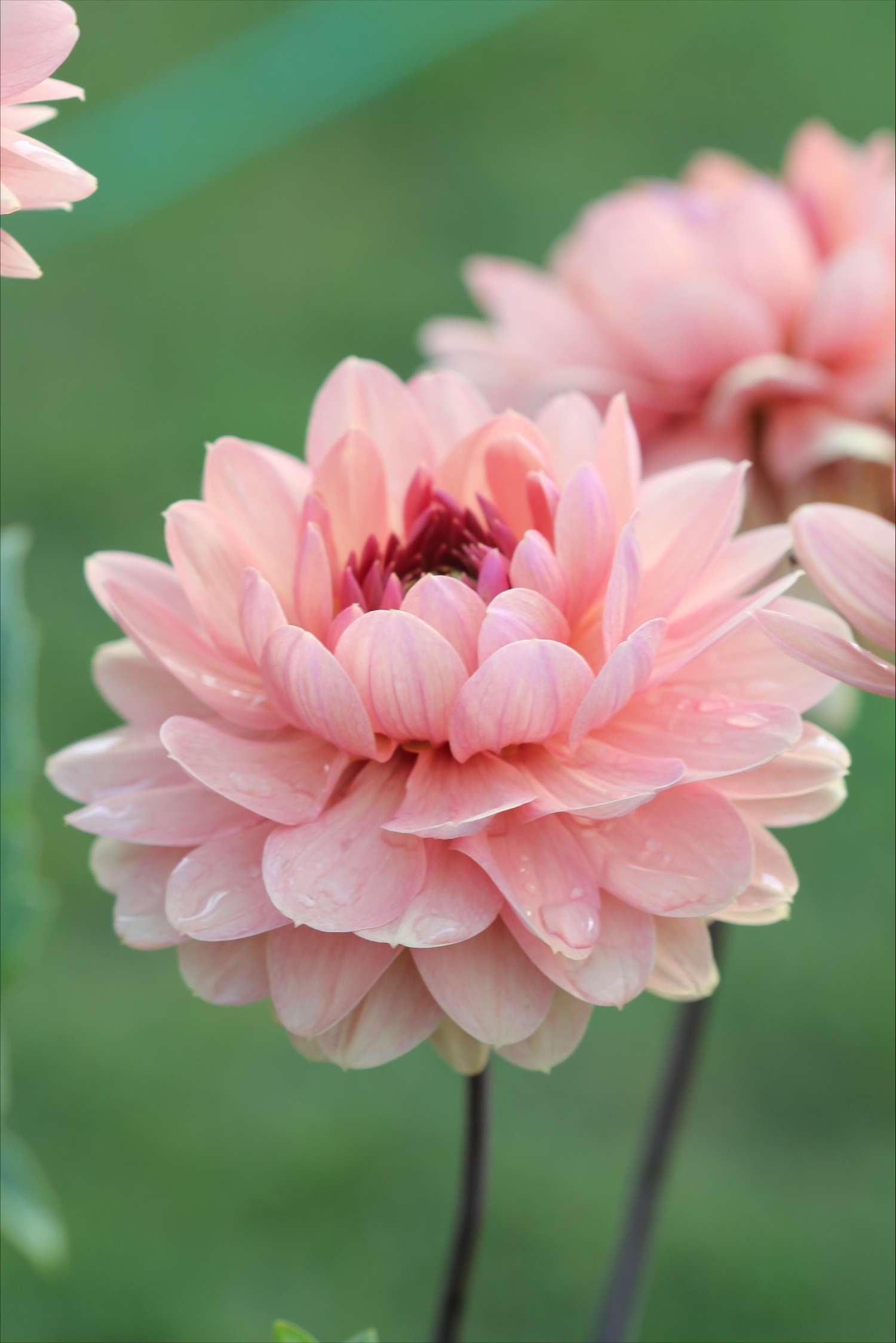 Dahlie ‘Château de la Bourdaisière’